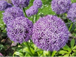 Care for Fall Flowering Bulbs