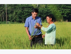 Nông dân và ước vọng khai thác giá trị hạt gạo chất lượng cao