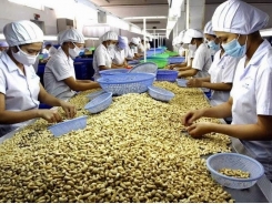 Cashew export volumes to fall, value not to be affected