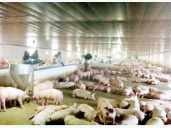 Pig supply decrease causes price increase