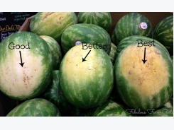 How To Pick The Perfect Watermelon: 5 Key Tips From An Experienced Farmer!