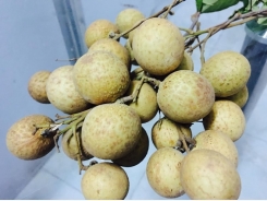 Vietnam fruit producers struggle to enter export markets