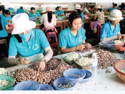 Vietnam’s cashew problem: A tough nut to crack