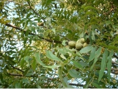 Common Diseases of Pecan Trees