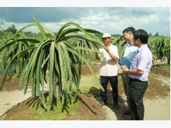 Kiếm ngoại tệ từ vùng đất phèn với thương hiệu 'Thanh long Cát Tường Tiền Giang'