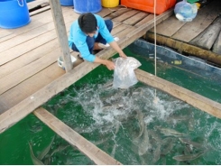 Kiên Giang phát triển nghề nuôi cá lồng bè trên biển