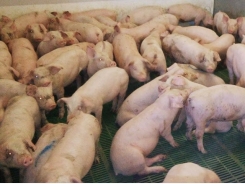 Respiratory distress and ill-thrift in post-weaned pigs