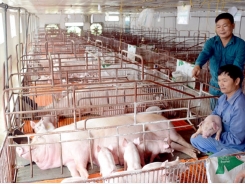 Sơn Dương chăn nuôi lợn VietGAP
