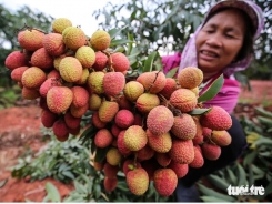 Vietnam Airlines offers fresh lychee to fliers