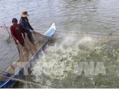 Shark catfish farming booming