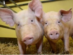 Gene-edited pigs resistant to PRRS virus, study finds