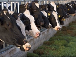 Genomic prediction of service sire fertility in dairy cattle evaluated