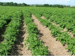 Managing successful crop rotations