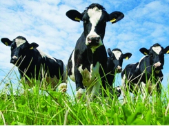 Kinh nghiệm nuôi bò sữa ở Mỹ
