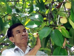 For southern farmers, mangosteen no longer pays