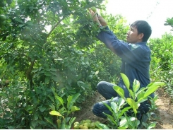 Lime is the prize for innovative VN farmer