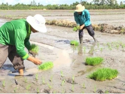 Sạ thưa và các phương pháp sạ cấy tối ưu