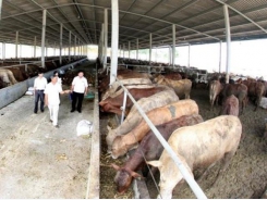 Cow breeding yields high income for farmers in Tiền Giang