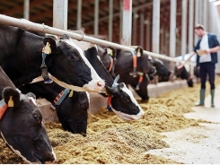 Improving dairy cow performance with fiber-degrading enzymes