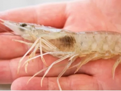 Rainy season effects on shrimp grow-out ponds (Part 2)