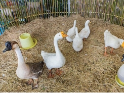 Tips for feeding chickens in a start-up poultry business