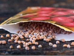 Why Should You Care About Seed Diversity? Here are 7 Reasons