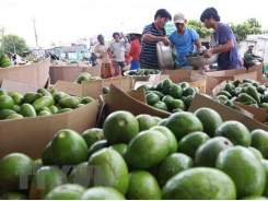 Central Highlands province seeks to build brand for its avocado