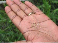 Giống lúa cổ mở ra tương lai mới cho việc sản xuất lúa gạo