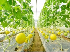 Farmers grow more honeydew melons by irrigation drip method