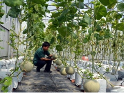 Farmers grow more honeydew melons by irrigation drip method