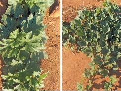 Learning about cucurbits