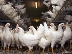 A broiler’s gut microflora helps determine performance