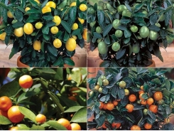 Understanding citrus – 1