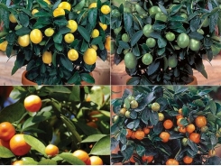 Understanding citrus – 1