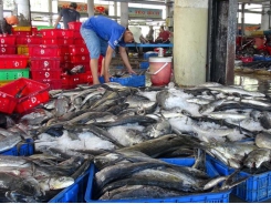 Fisheries sector strives to meet EC’s requirements