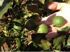 Farmers warned: Don’t go nuts over macadamia