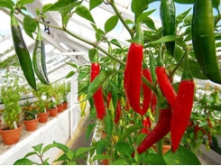 4 bước trồng ớt đơn giản hiệu quả