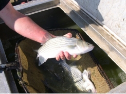 Reducing digestible protein in pond production of hybrid striped bass