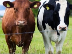 Breed-level selection pressure may influence cattle immunity, color