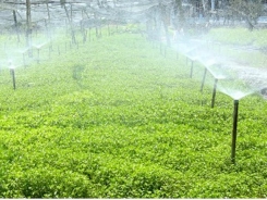 Thu nhập hàng trăm triệu từ mô hình trồng cải xà lách xoong