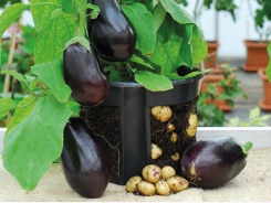 It’s a Twofer! Eggplants and Potatoes in One Plant
