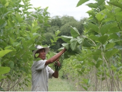 US company announces plan to invest $50mn in GM silkworms in central Vietnam