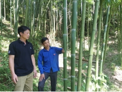 Luong Duoi village increases the income from growing Vau trees