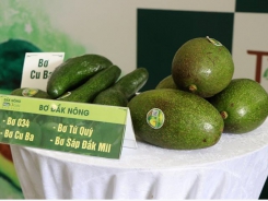 Activities to promote Dak Nong’s specialty avocados