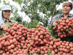 Bắc Giang ships lychee around world