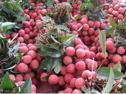 200 tons of lychees exported to Thailand
