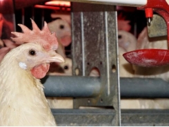Top cage-free layer hen management tips