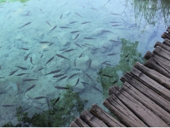 The Future of Sustainable Aquaculture with Innovative Technology and Practices