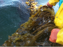 Lean and green, what’s not to love about seaweed? (Part 1)