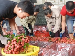 Vietnamese lychees export to Russia increases thanks to World Cup